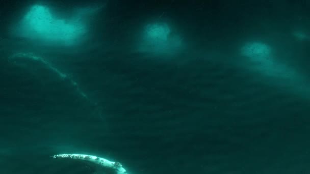 Zeitlupe Ernähren Sich Buckelwale Mit Einer Technik Namens Blasennetzfütterung Bei — Stockvideo