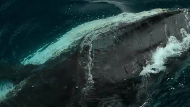 Медленное Движение Горбатых Китов Megaptera Novaeangliae Плавающих Поверхности Океана Антарктида — стоковое видео