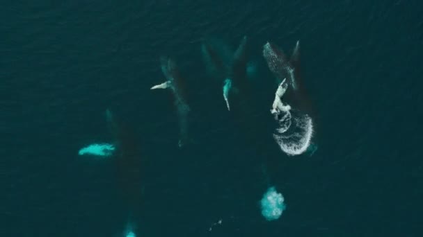 Αργή Κίνηση Των Φαλαινών Humpback Megaptera Novaeangliae Ταΐζοντας Ένα Σμήνος — Αρχείο Βίντεο