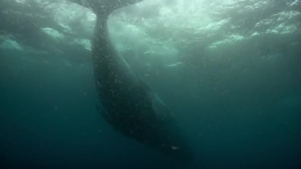 Крупный План Горбатых Китов Megaptera Novaeangliae Плавающих Водой Антарктида — стоковое видео