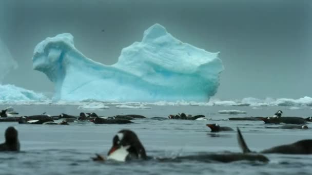 Gentoo Penguen Pygoscelis Papua Yüzme Dalış Alanlarının Yakınları Antarktika Yarımadası — Stok video