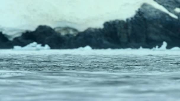 Powolny Ruch Humbaków Megaptera Novaeangliae Karmiących Rój Kryla Antarktyda — Wideo stockowe