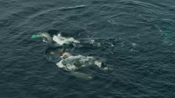 Movimento Lento Grupo Baleias Assassinas Orcinus Orca Caçando Pinguins Superfície — Vídeo de Stock