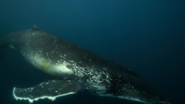 Close Humpback Whales Megaptera Novaeangliae Swimming Underwater Antarctica — Stock Video