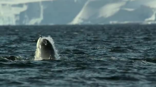 Movimento Lento Grupo Baleias Assassinas Orcinus Orca Caçando Pinguins Superfície — Vídeo de Stock