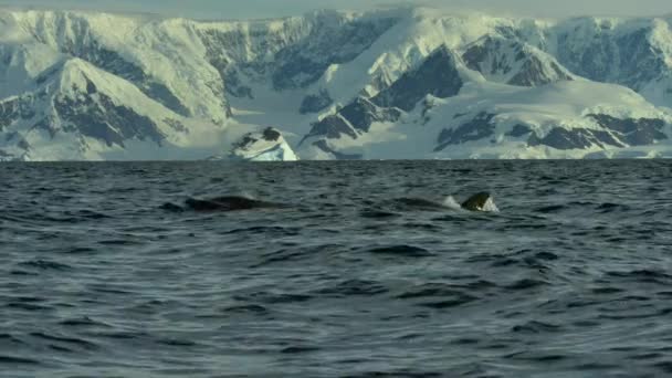 Movimiento Lento Ballenas Asesinas Orcinus Orca Nadando Rompiendo Superficie Del — Vídeo de stock