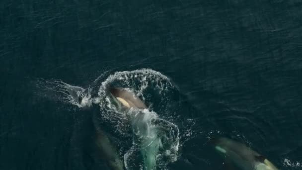 Zeitlupe Einer Gruppe Von Killerwalen Orcinus Orca Die Pinguine Auf — Stockvideo