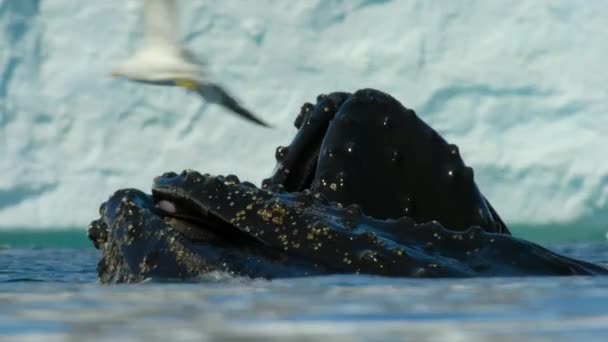 Медленное Движение Горбатых Китов Megaptera Novaeangliae Плавающих Поверхности Океана Антарктида — стоковое видео