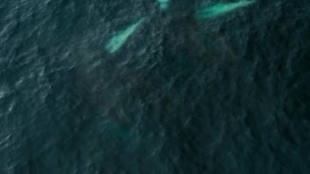 Långsamma Rörelser Knölvalar Megaptera Novaeangliae Som Matar Svärm Krill Antarktis — Stockvideo
