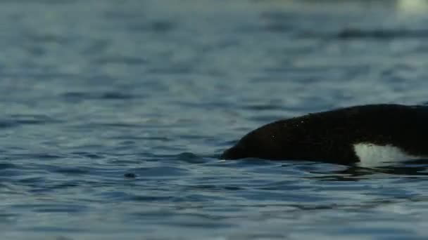 Close Van Ezelspinguïns Pygoscelis Papua Die Zwemmen Het Oppervlak Van — Stockvideo