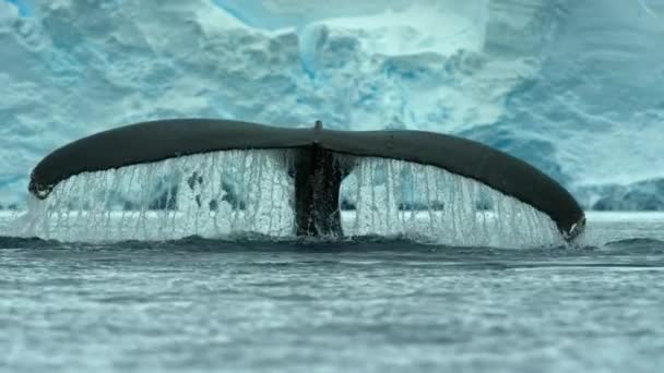 Zpomalený Pohyb Velryb Hrbatých Společně Krmí Technikou Zvanou Krmení Pomocí — Stock video