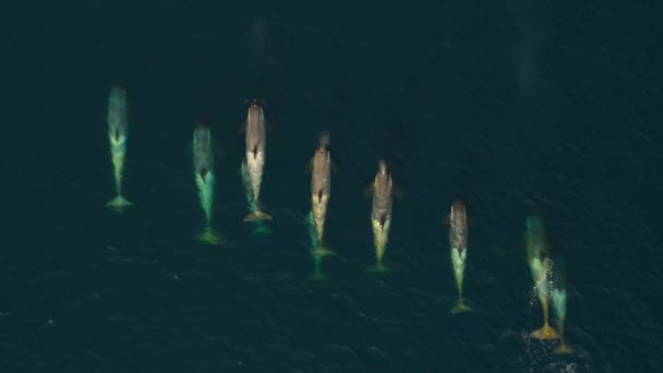 Powolny Ruch Wielorybów Orcinus Orca Pływających Wydostających Się Powierzchnię Oceanicznego — Wideo stockowe