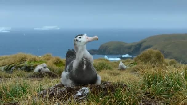 Close Van Dwalende Albatros Diomedea Exulans Kuikens Die Hun Nest — Stockvideo