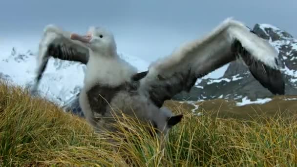 Detailní Záběr Toulavého Albatrosa Diomedea Exulans Kuřata Odpočívající Hnízdě Chovné — Stock video