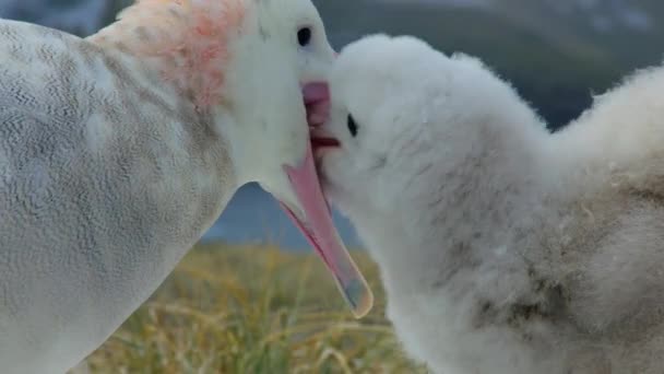 Närbild Vandrande Albatross Mor Diomedea Exulans Mata Sin Unge Avel — Stockvideo