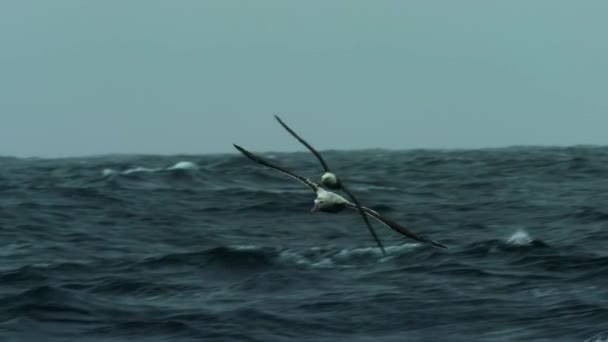 Vandrande Albatros Diomedea Exulans Flygning Över Stormen Havet Antarktis Långsamma — Stockvideo