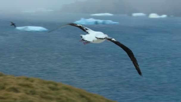 ジョージア州プリオン島で地上から離陸するアルバトロスをさまよう スローモーション — ストック動画