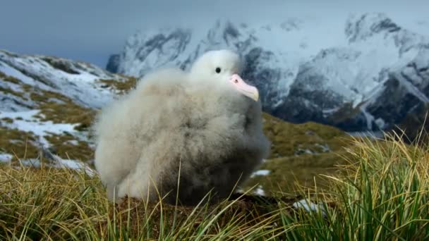 Gros Plan Poussin Albatros Errant Diomedea Exulans Reposant Dans Son — Video