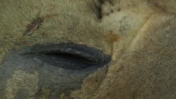 Dekat Dengan Anjing Laut Gajah Selatan Mirounga Leonina Georgia Selatan — Stok Video