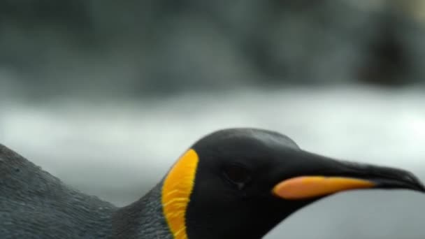 Närbild King Pingviner Aptenodytes Patagonicus Sydgeorgien Och Sandwichöarna Antarktis — Stockvideo