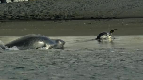 Movimiento Lento Pingüino Rey Aptenodytes Patagonicus Escapar Foca Leopardo Georgia — Vídeos de Stock