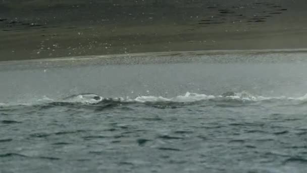 Langzame Beweging Van Koningspinguïn Aptenodytes Patagonicus Ontsnapt Uit Leopard Seal — Stockvideo