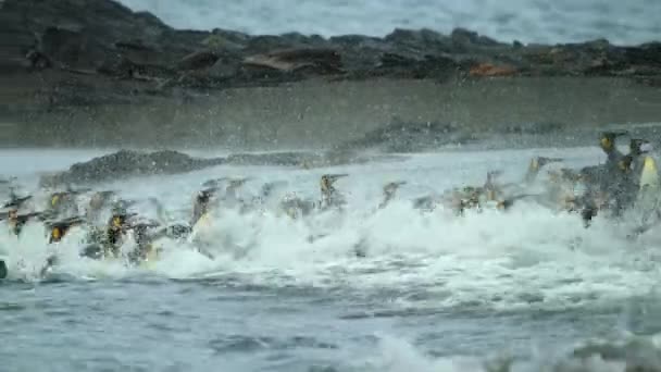 Gruppe Königspinguine Aptenodytes Patagonicus Auf Der Flucht Vor Leopardenrobben Südgeorgien — Stockvideo