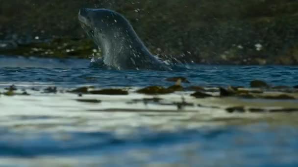 Κοντινό Πλάνο Του Leopard Seal Hydrurga Leptonyx Κολύμπι Μεταξύ Γιγαντιαίων — Αρχείο Βίντεο