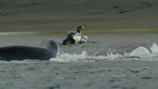 帝企鹅 Aptenodytes Patagonicus 从南乔治亚岛Leopard Seal和南极洲南桑威奇群岛逃脱的慢动作 — 图库视频影像