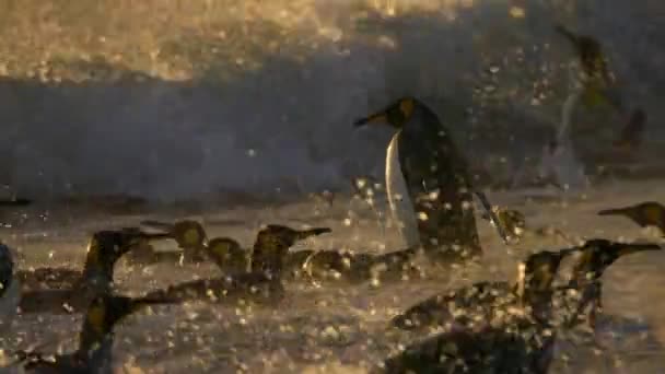 Eine Gruppe Königspinguine Aptenodytes Patagonicus Auf Dem Weg Zum Meer — Stockvideo
