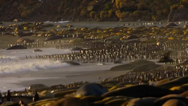 Group King Penguins Aptenodytes Patagonicus Walking Sea Sunset South Georgia — стоковое видео