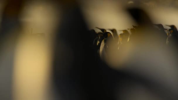 Skupina Tučňáků Královských Aptenodytes Patagonicus Kráčející Moři Západem Slunce Jižní — Stock video