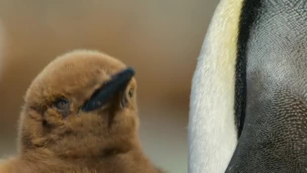 Close Rei Pinguins Mãe Aptenodytes Patagonicus Alimentando Seu Filhote Geórgia — Vídeo de Stock