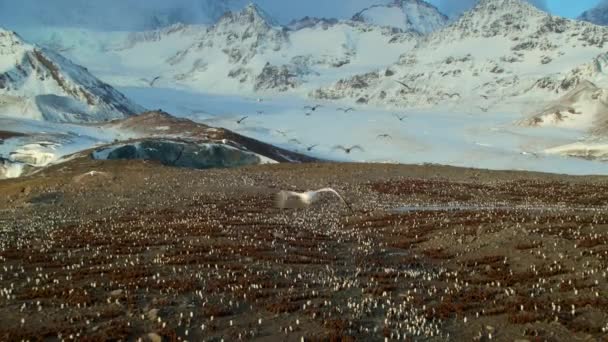 在南极的南乔治亚岛和南桑威奇群岛 空中看到了一群国王企鹅 Aptenodytes Patagonicus 和小鸡 — 图库视频影像