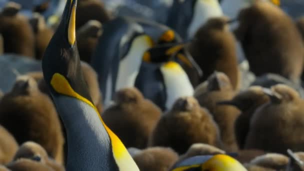 King Penguins Mother Aptenodytes Patagonicus Calling Her Chick South Georgia — Stock Video