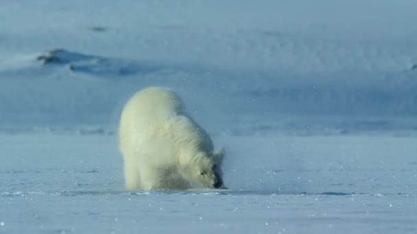 Polar Bear Ursus Maritimus Shaking Body Get Rid Water Arctic — Stock Video