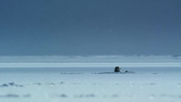Крупный План Кольчатой Тюлени Pusa Hispida Лежащей Поверхности Ледяного Океана — стоковое видео