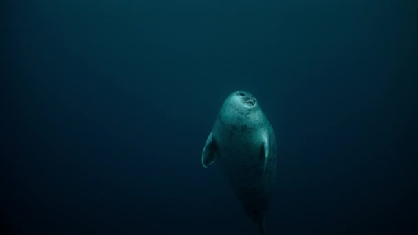 Nahaufnahme Einer Unter Wasser Schwimmenden Ringelrobbe Pusa Hispida Arktisches Meer — Stockvideo