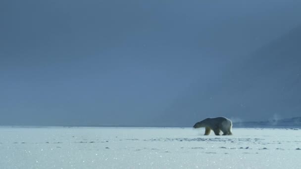 Close Polar Bear Ursus Maritimus Walking Svalbard Area Searching Food — Stock Video