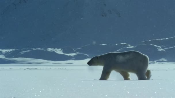 北極海 スヴァールバル ノルウェーの食糧を探すスヴァールバル地域を歩く極熊 ウルス マリティマス の閉鎖 — ストック動画