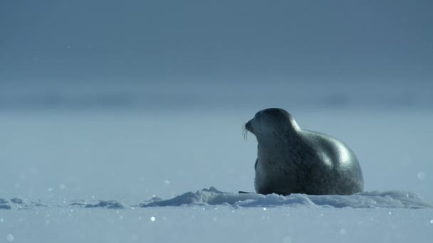Närbild Ringnot Pusa Hispida Vilande Ishavsytan Norra Ishavet Svalbard Norge — Stockvideo