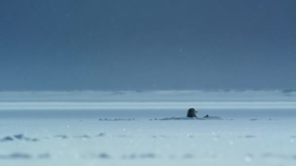 Close Ringed Seal Pusa Hispida Descansando Superfície Oceano Gelo Mar — Vídeo de Stock