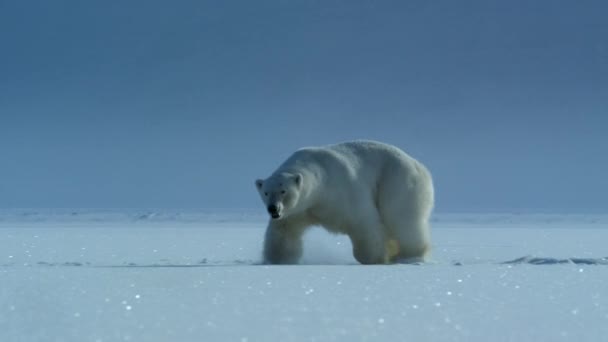 Крупный План Полярного Медведя Ursus Maritimus Охотящегося Детёныша Кольчатого Тюленя — стоковое видео