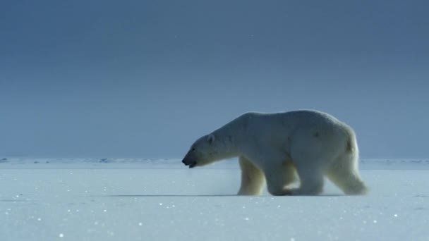北極海 スヴァールバル ノルウェーの食糧を探すスヴァールバル地域を歩く極熊 ウルス マリティマス の閉鎖 — ストック動画