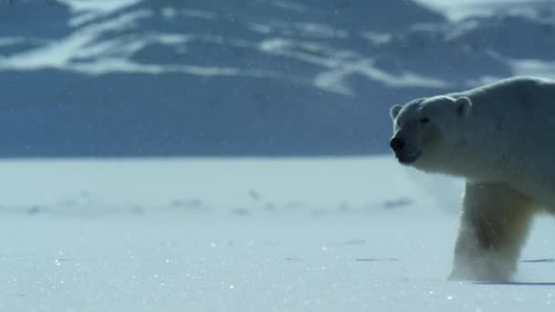 北極海 スヴァールバル ノルウェーの食糧を探すスヴァールバル地域を歩く極熊 ウルス マリティマス の閉鎖 — ストック動画