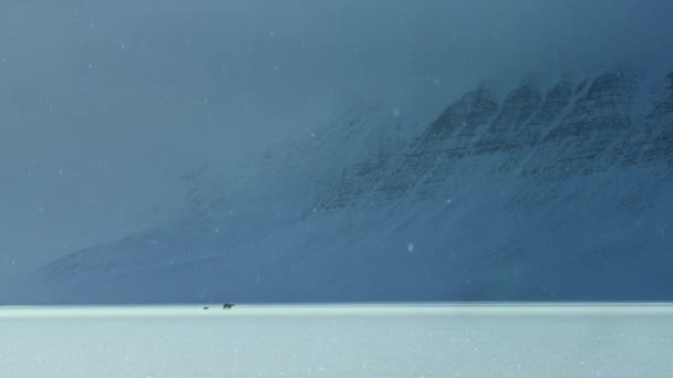 Isbjörns Mamma Och Unge Ursus Maritimus Vandrar Svalbard Området Och — Stockvideo