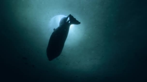Закрытие Кольчатой Нерпы Детеныша Pusa Hispida Плавающих Водой Арктическое Море — стоковое видео