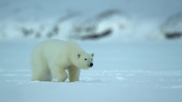 Закрытие Полярного Медведя Ursus Maritimus Гуляющего Районе Шпицбергена Поисках Пищи — стоковое видео