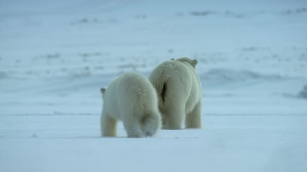 Polar Bear Mother Cub Ursus Maritimus Walking Svalbard Area Searching — Αρχείο Βίντεο