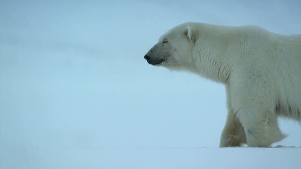 Primer Plano Del Oso Polar Ursus Maritimus Caminando Por Zona — Vídeos de Stock